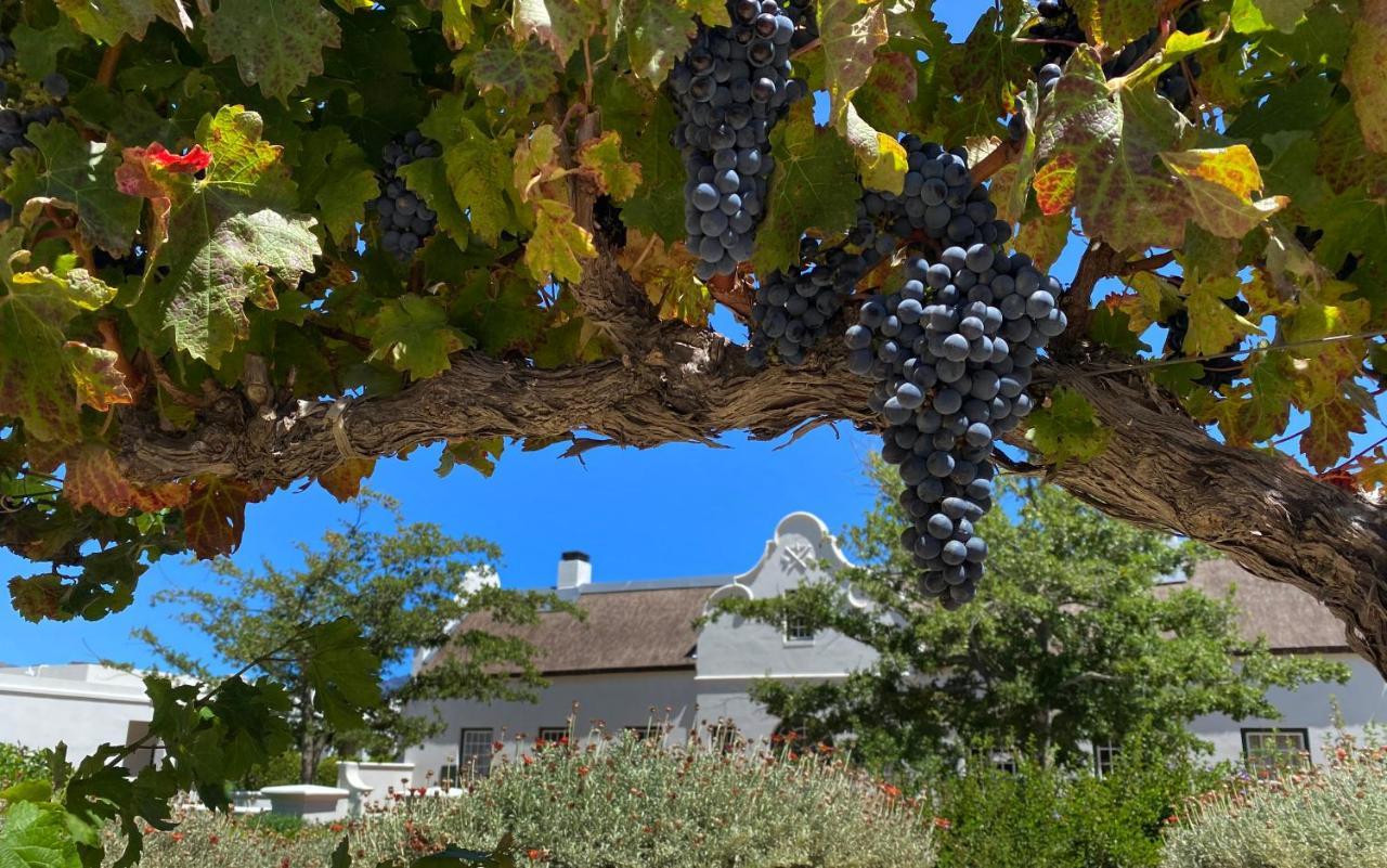 The Vineyard Cottage By L' Amitie Estate Franschhoek Buitenkant foto
